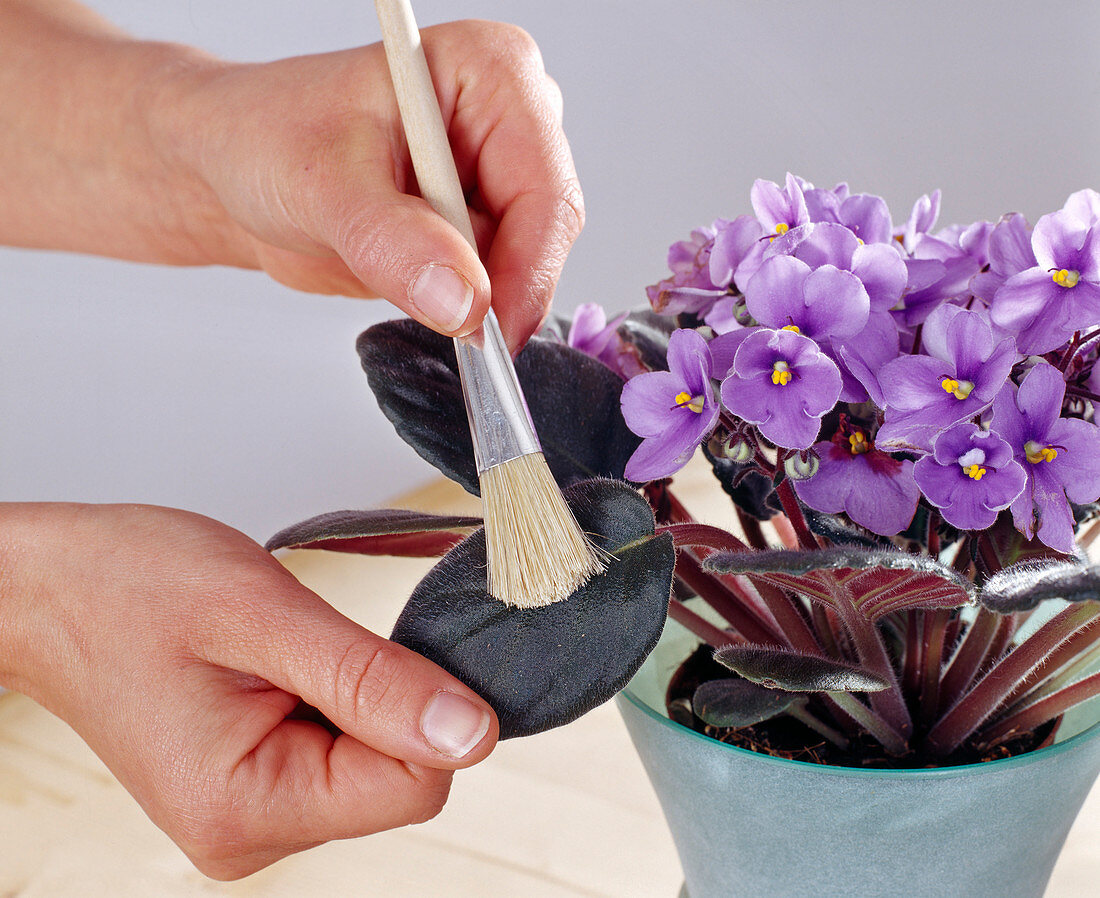 Using a brush to remove dust from the leaves