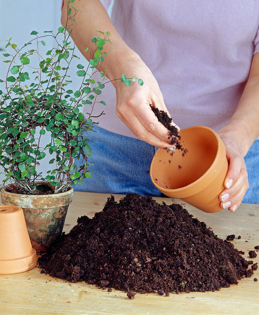 Repot, fill soil in the clay pot