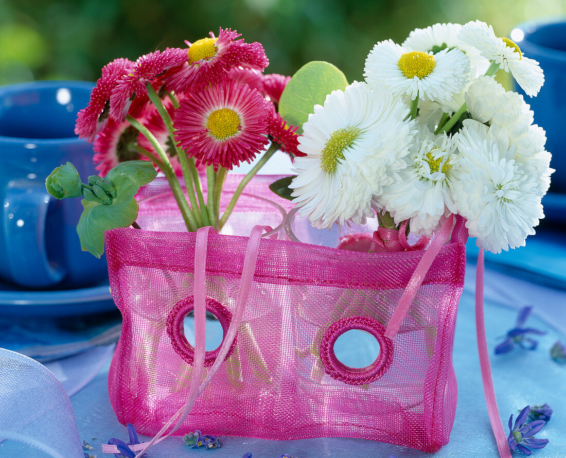 Bellis perennis (daisies) in lanterns as vases