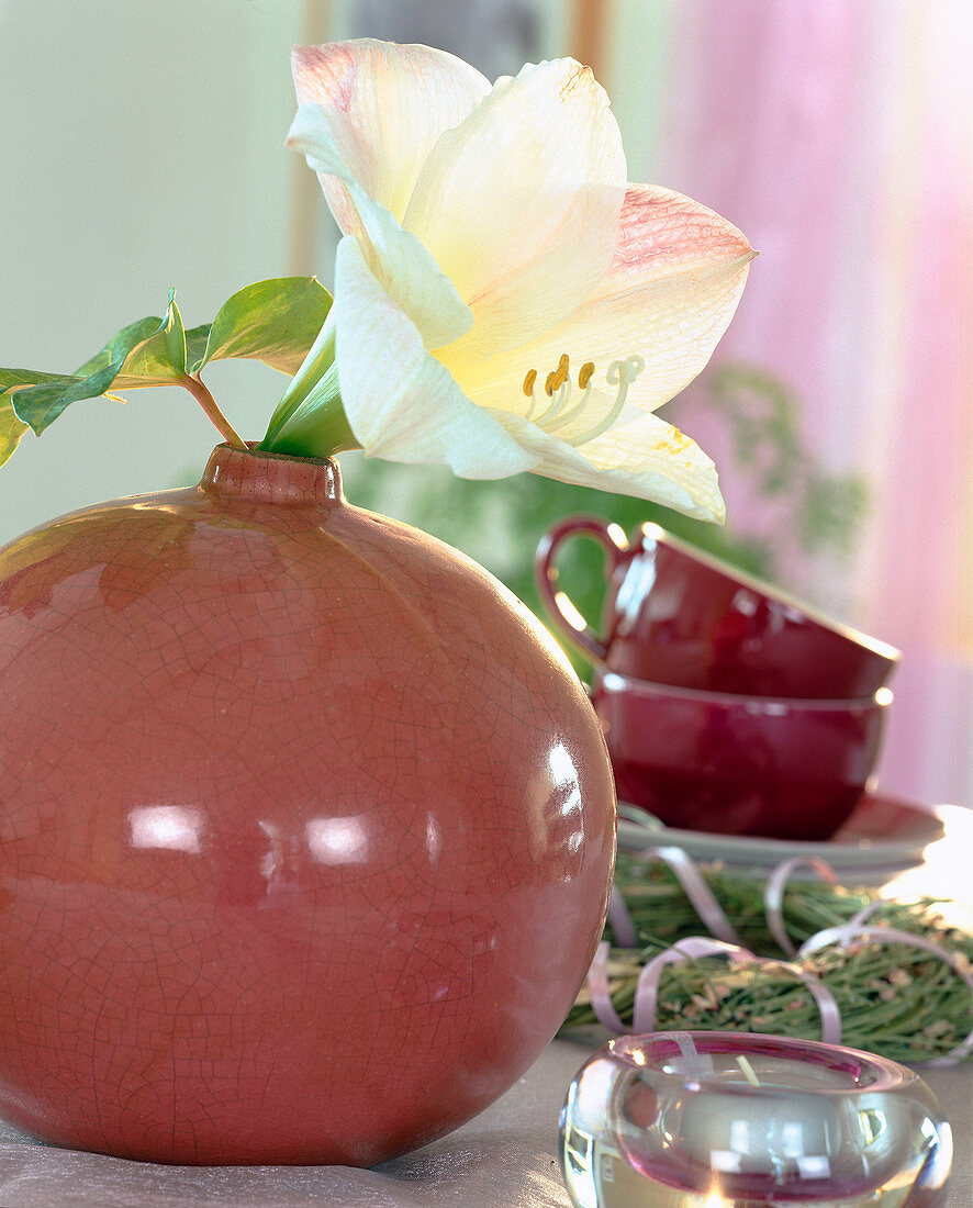 Round vase with single amaryllis flower (Hippeastrum)