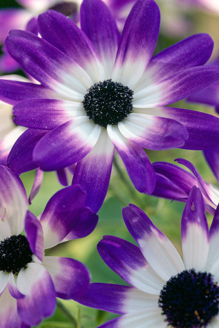 Senecio cruentus-Hybr. 'Sanetti'