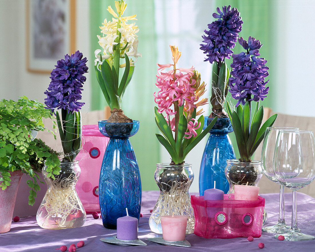 Hyacinthus orientalis (hyacinth) grown in water glass