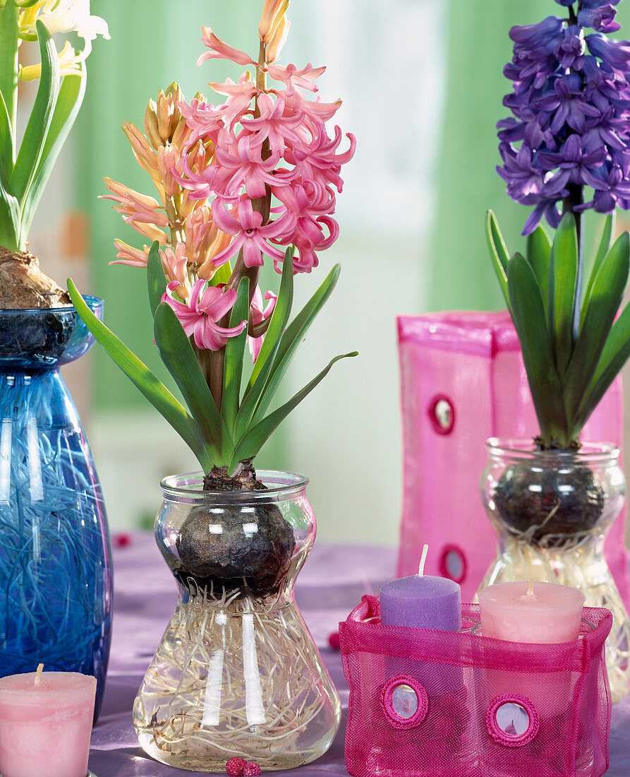 Hyacinthus orientalis auf Wasserglas gezogen