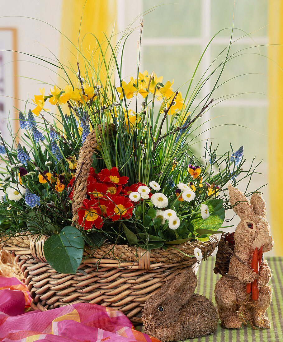 Basket with Muscari, Narcissus, Primula, Bellis, Viola