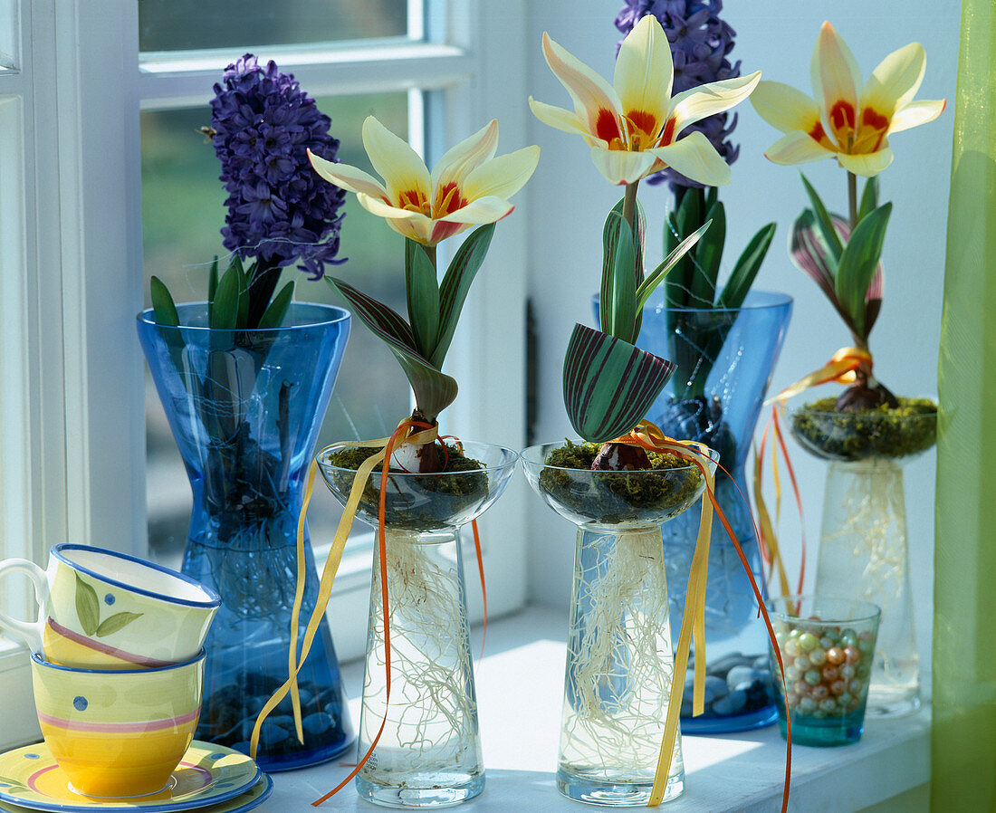Tulipa 'Authority' und Hyacinthus orientalis auf Wasserglas