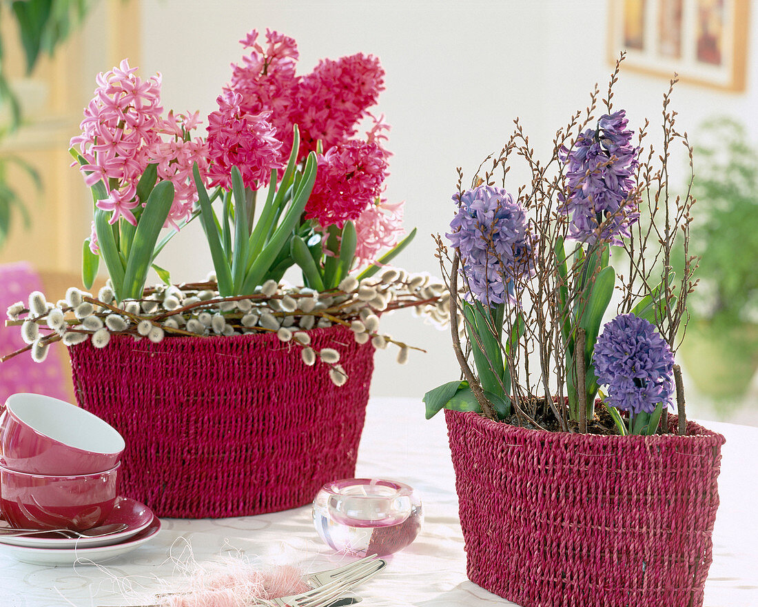 Hyacinthus orientalis