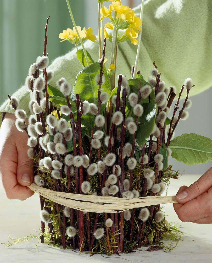 Primroses nicely packed in a clay pot