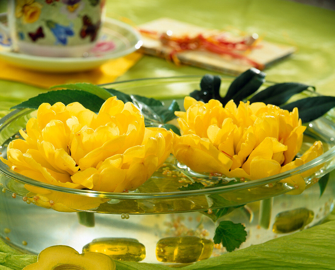 Tulip flowers in a water bowl