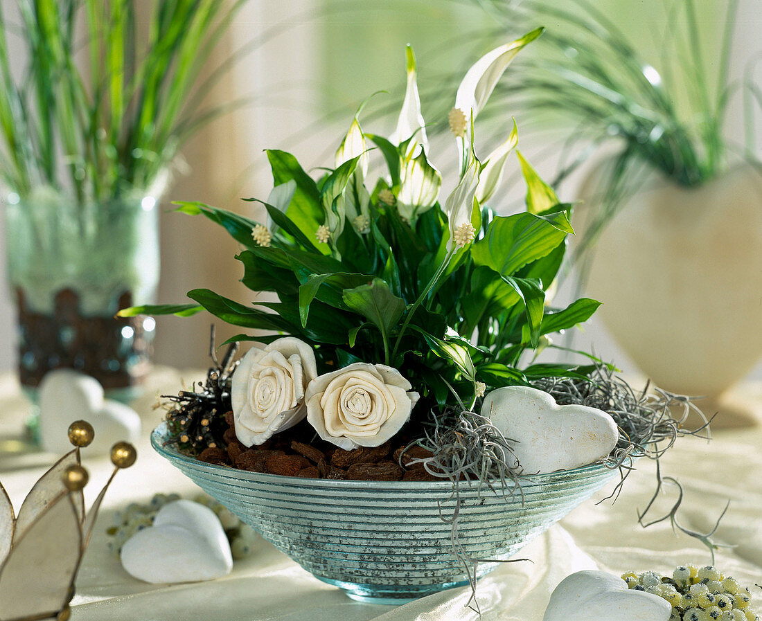 Schale mit Spathiphyllum (Einblatt)