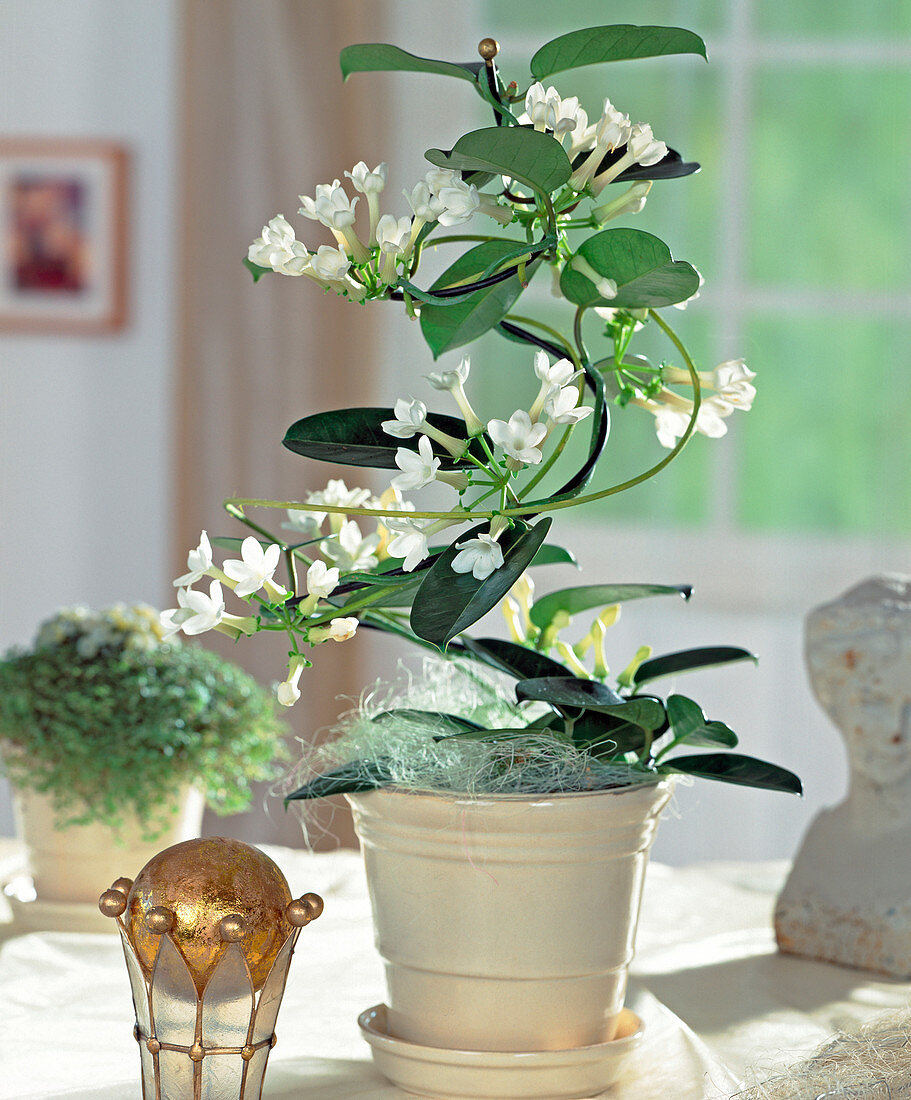 Stephanotis floribunda