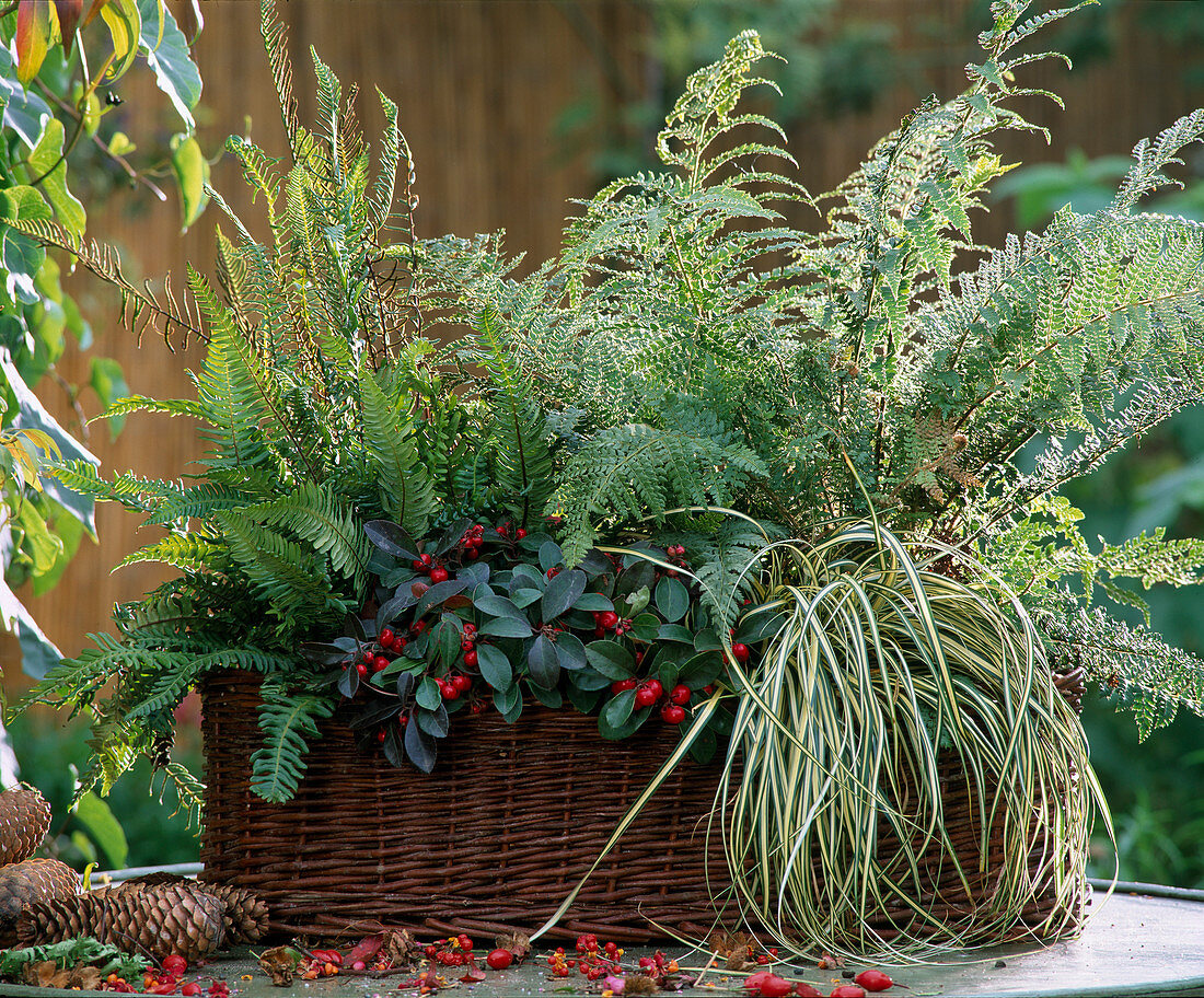 Basket jardiniere with Gaultheria (mock berry), Carex 'Evergold' (variegated sedge)