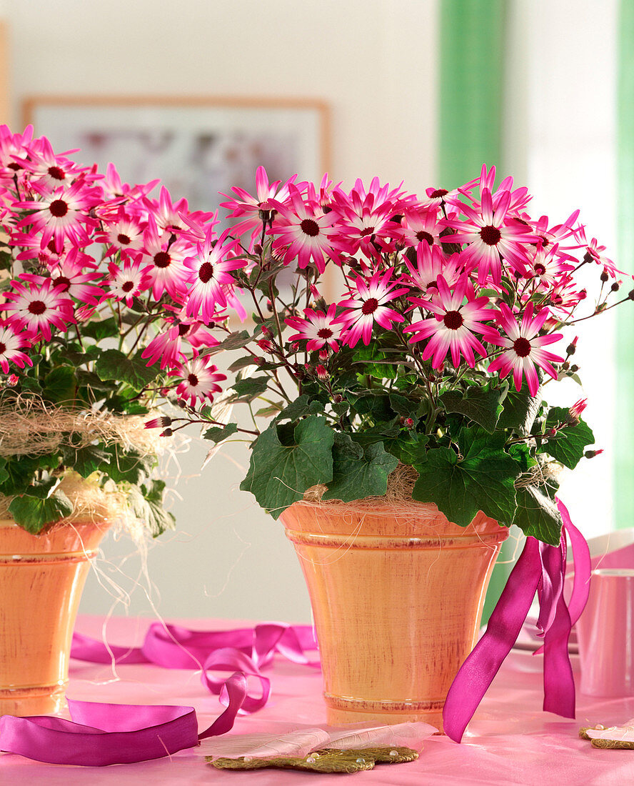 Senecio cruentus hybr. 'Sanetti' (cineraria)