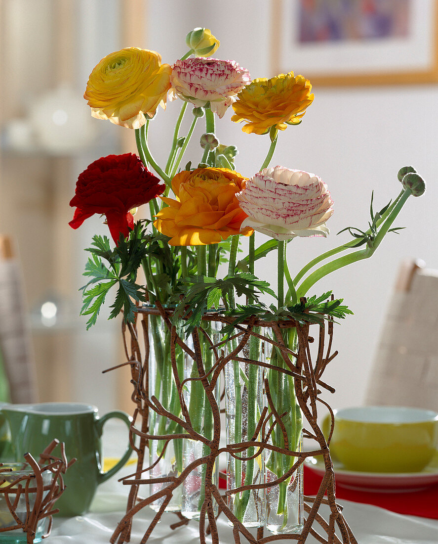 Ranunkelblüten im Drahtgestell und Reagenzgläsern