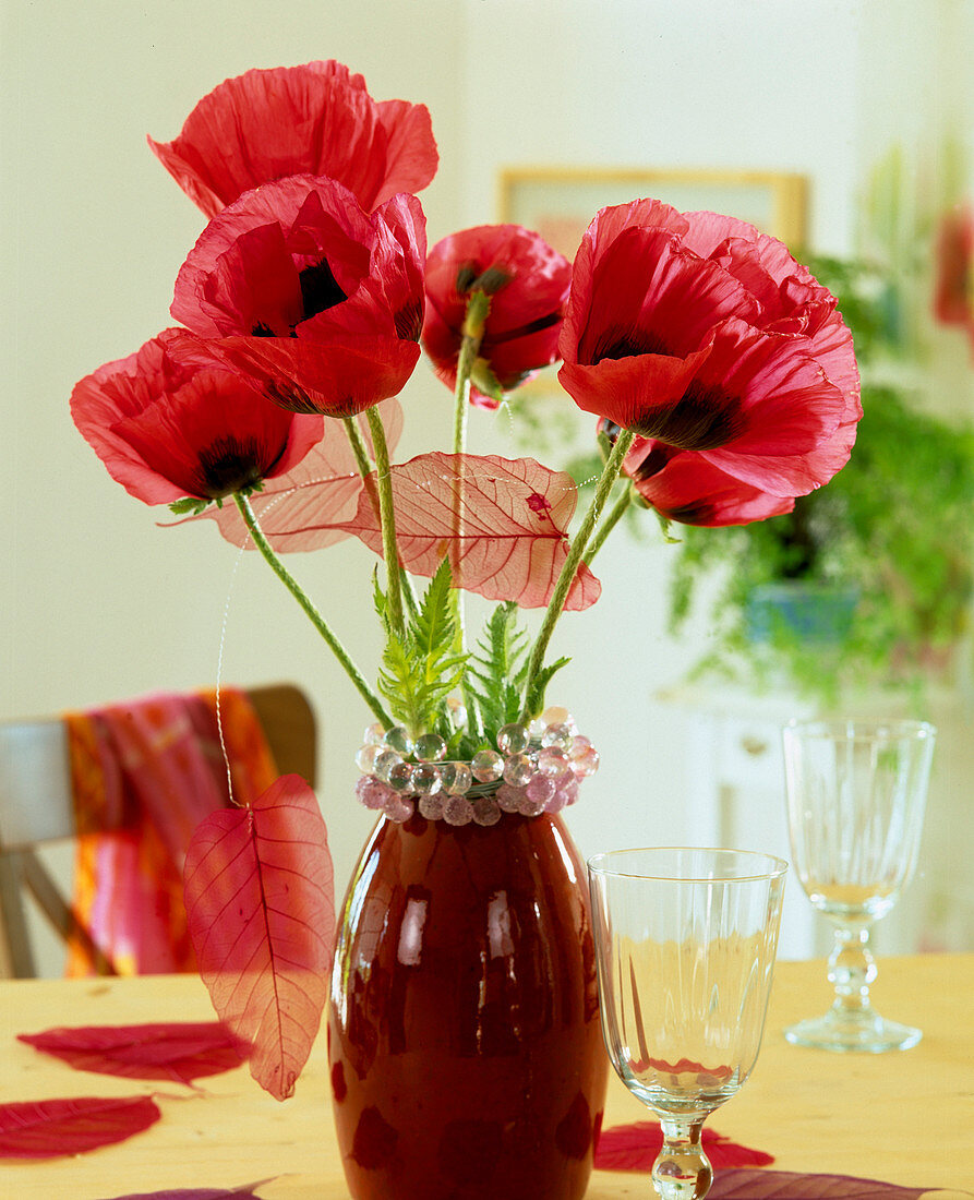 Papaver orientalis (Mohn)