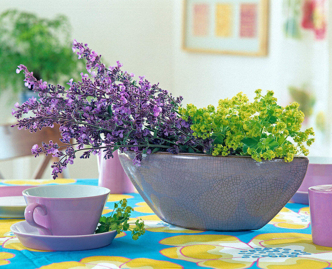 Nepeta 'Six Hill Giant' (Catmint) with Alchemilla