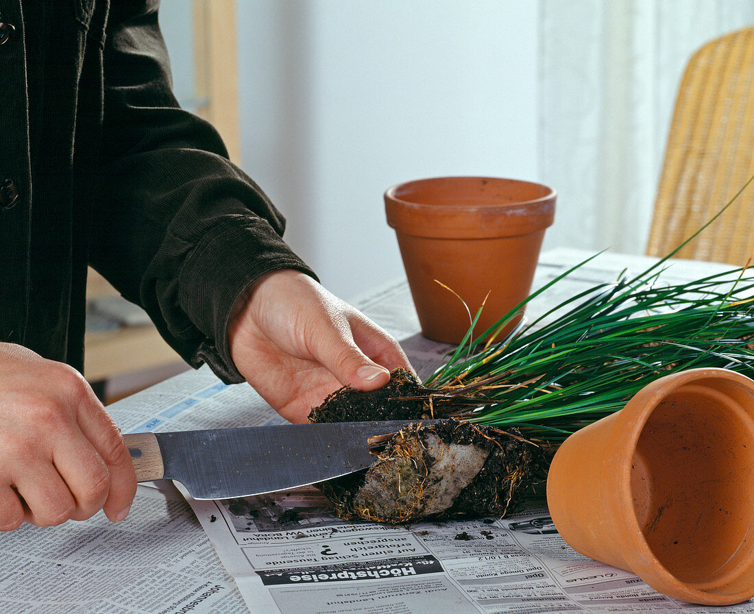 Propagation by dividing: Carex (grass)