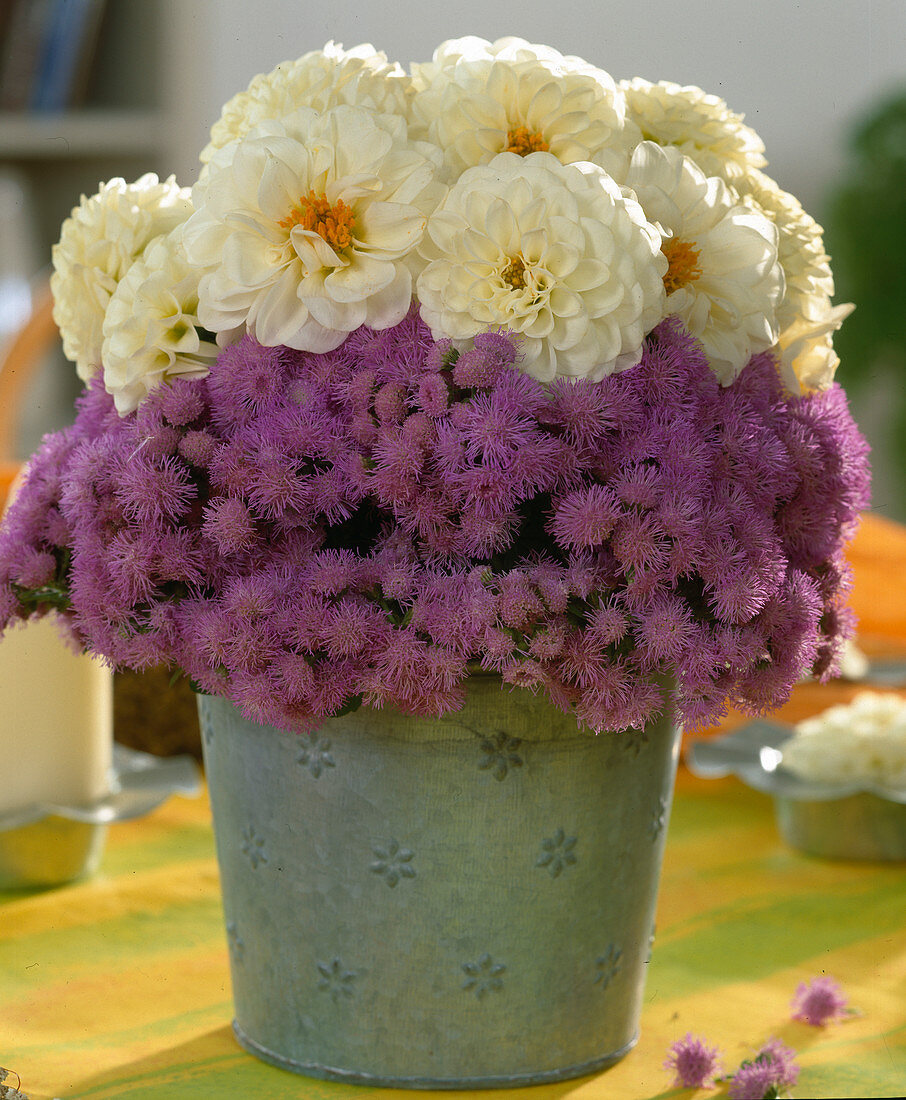 Dahlia flowers, Ageratum (Liver balm)