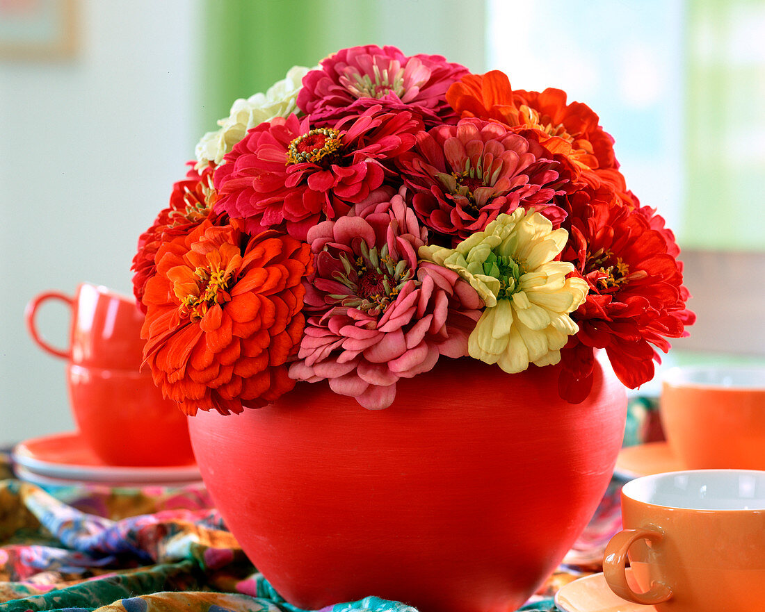 Zinnia elegans (Zinnia), Biedermaier bouquet