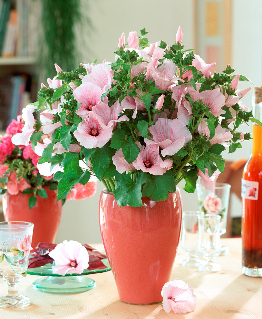 Lavatera trimestris (mug Mallow)