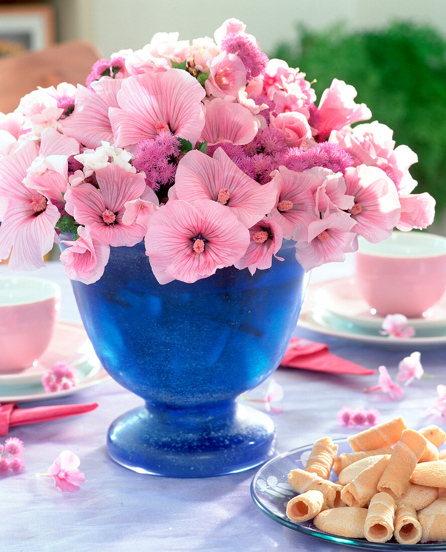 Lavatera trimestris (mallow), Ageratum (liver balm)