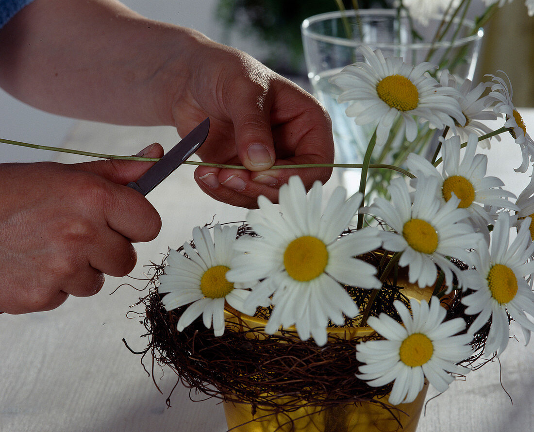 Daisies Bouquet