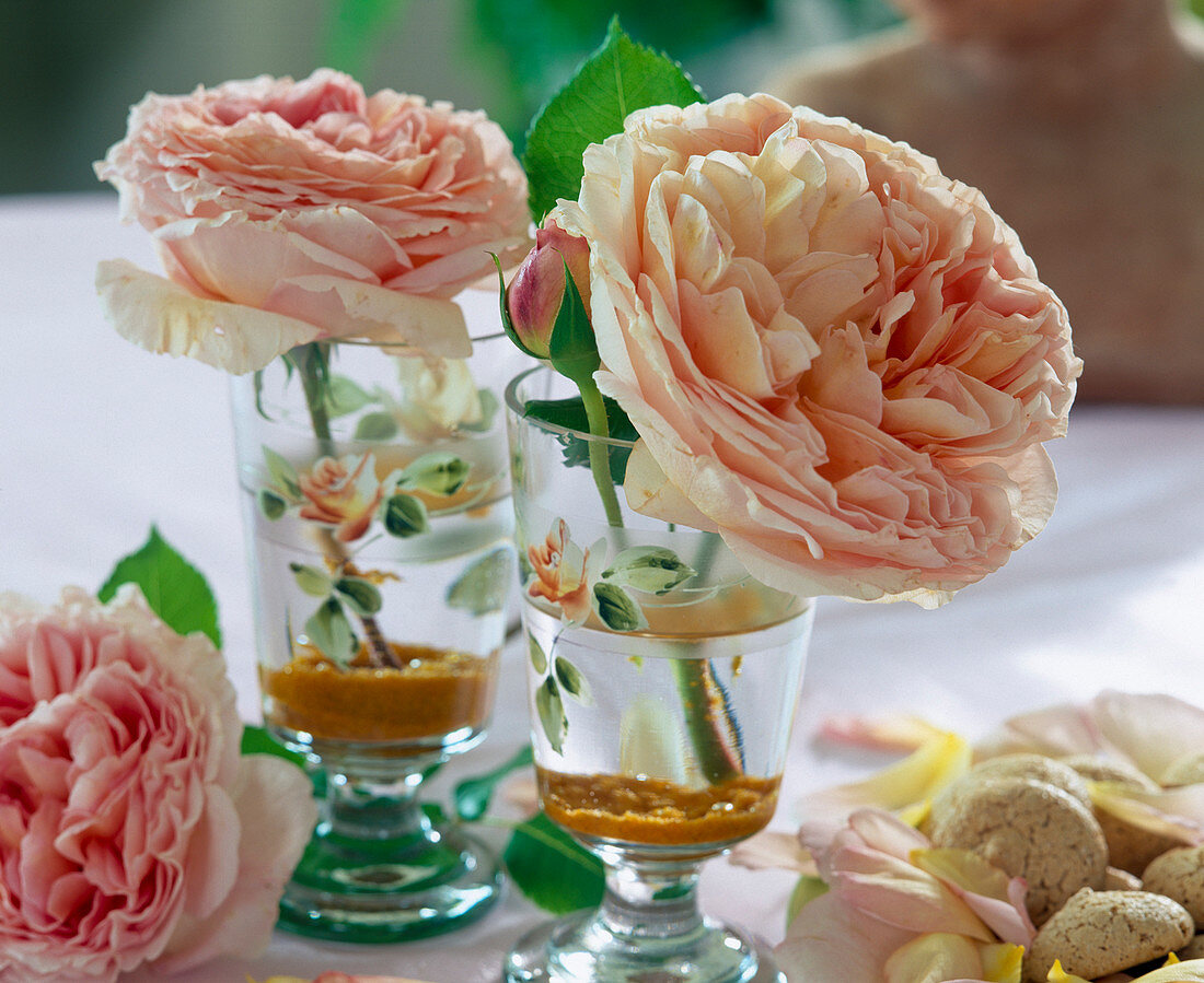 English roses 'Abraham Darby'