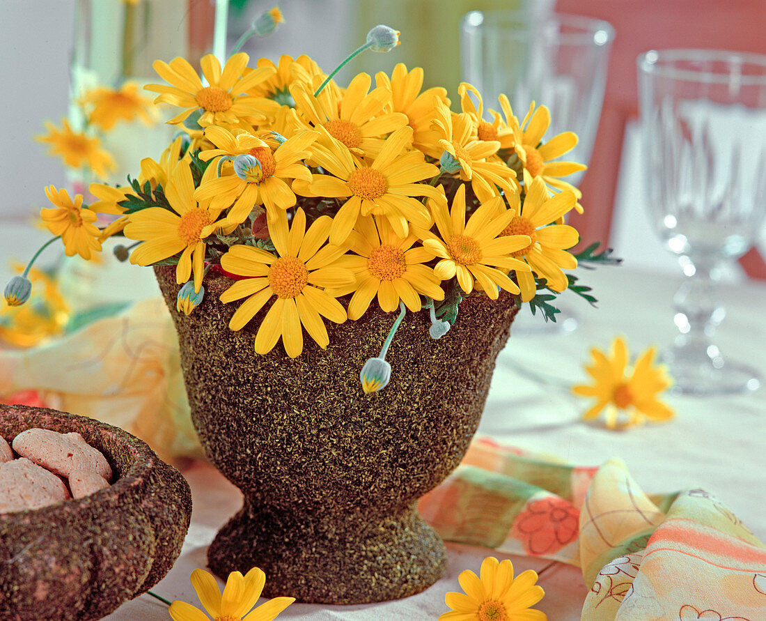 Euryops chrysanthemoides (gelbe Margerite)