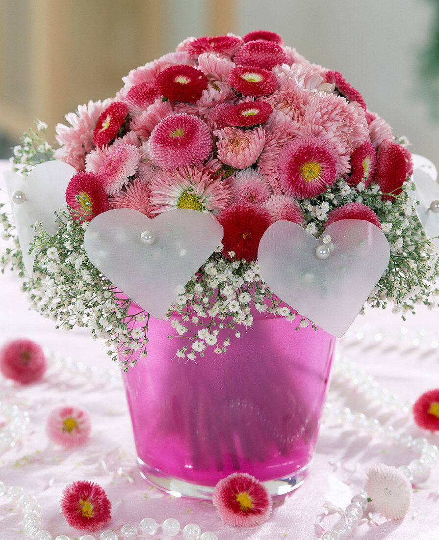 Bellis perennis (Daisies