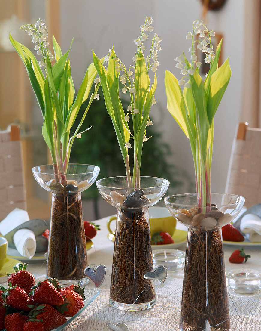 Convallaria majalis (Lily of the Valley on hyacinth glasses)