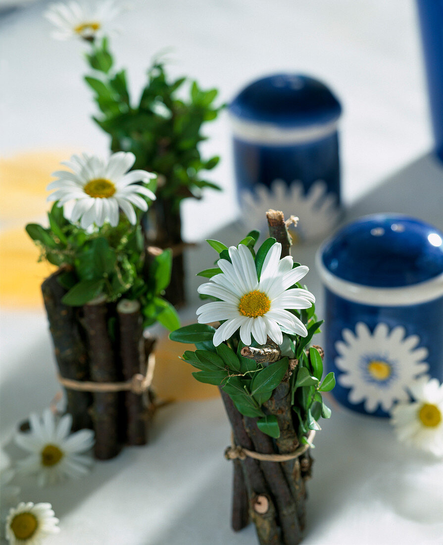 Argyranthemum frutescens (Margeriten) im Reagenzglas