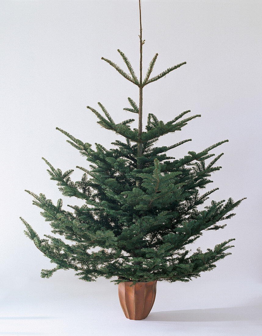 Abies nobilis 'Glauca', silver fir