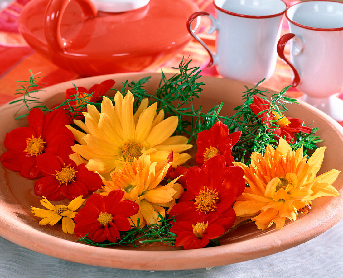 Bowl with Dahlia hybrids