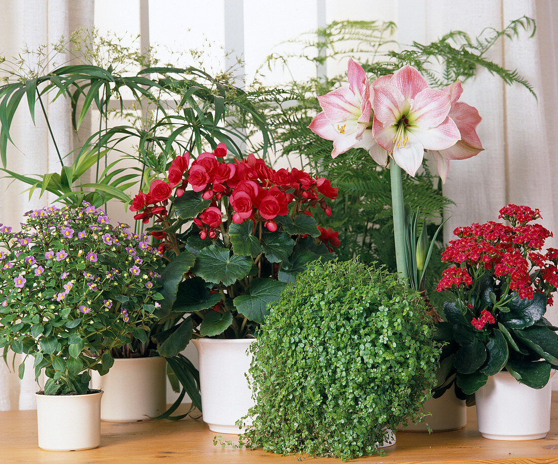 Amaryllis Belladonna, Begonia, Exacum Affine, Cyperus