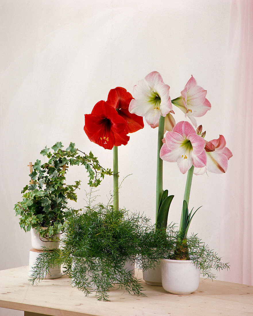 Asparagus densiflorus, Hippeastrum hybrid