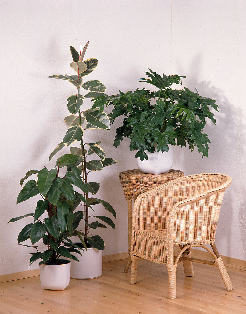Philodendron 'Red Emerald', Ficus