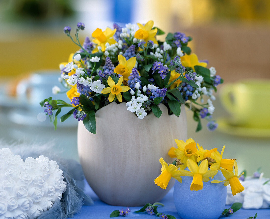 Narcissus 'Tete a Tete' (Narcissus, Muscari)