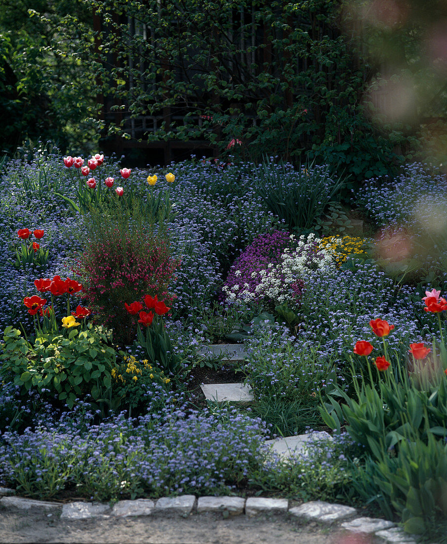 Spring bed with forget-me-nots and tulips