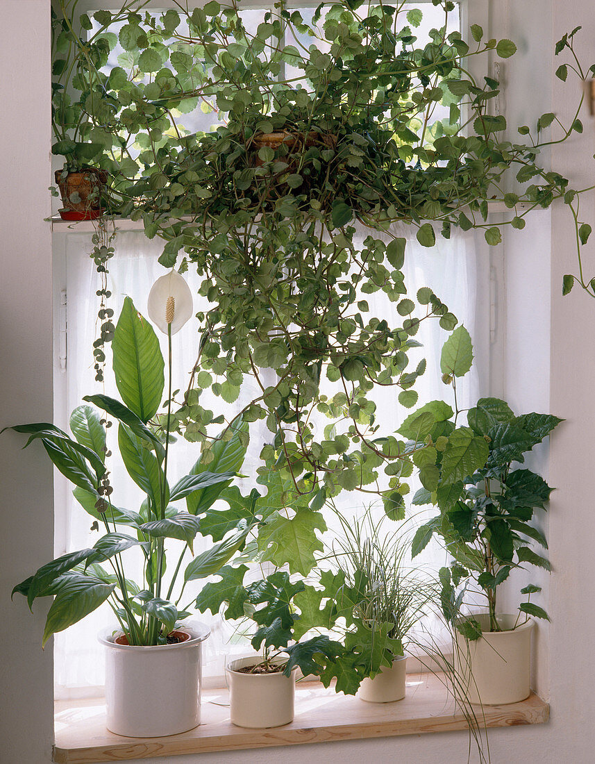 Flower window with foliage plants