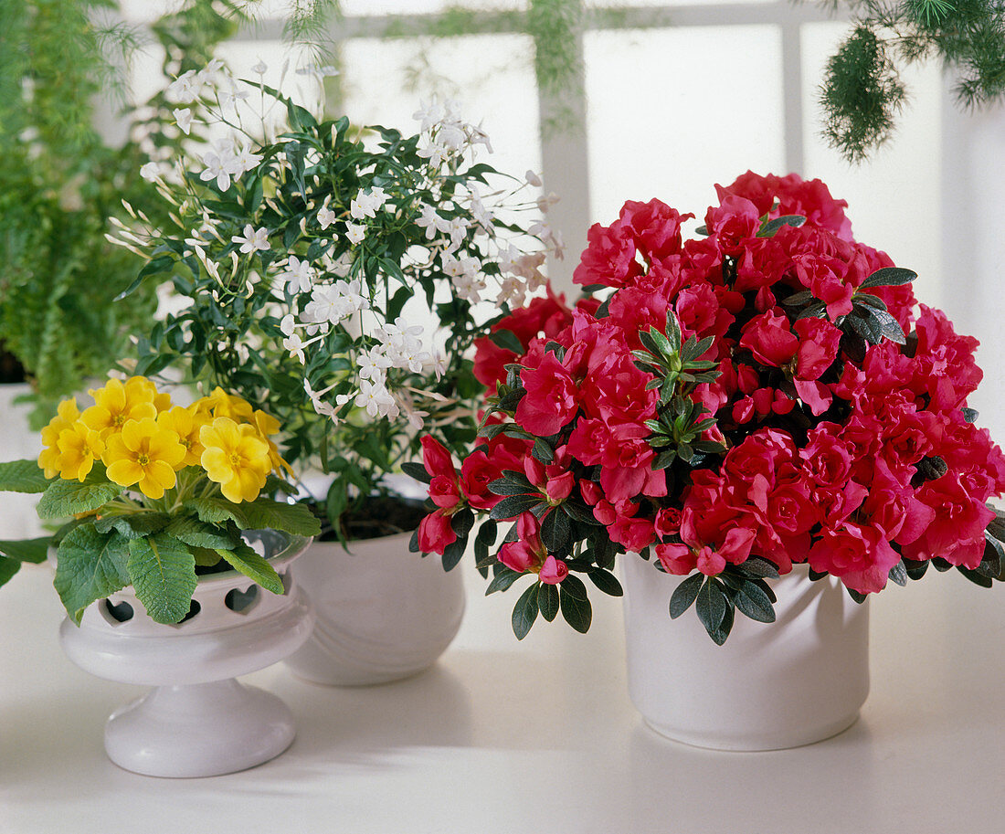 Azalea, Primula, Jasminum