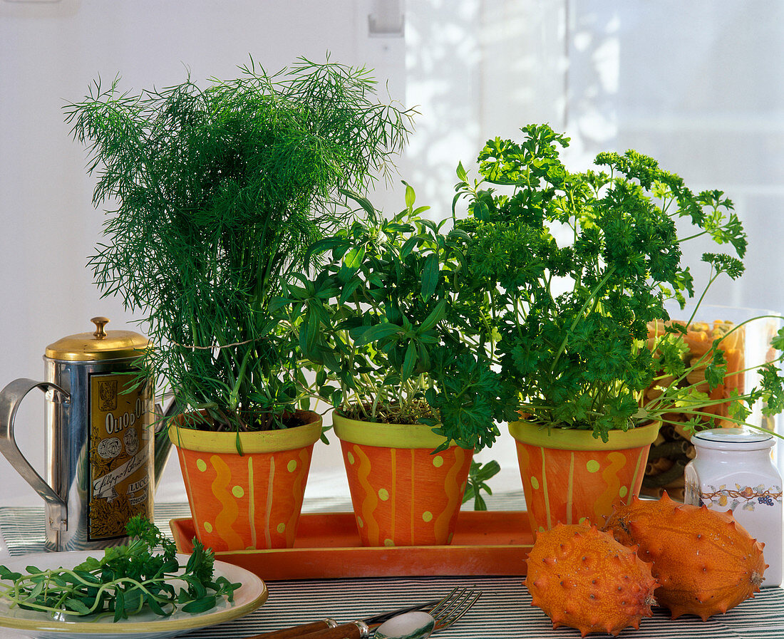 Herbs on the windowsill