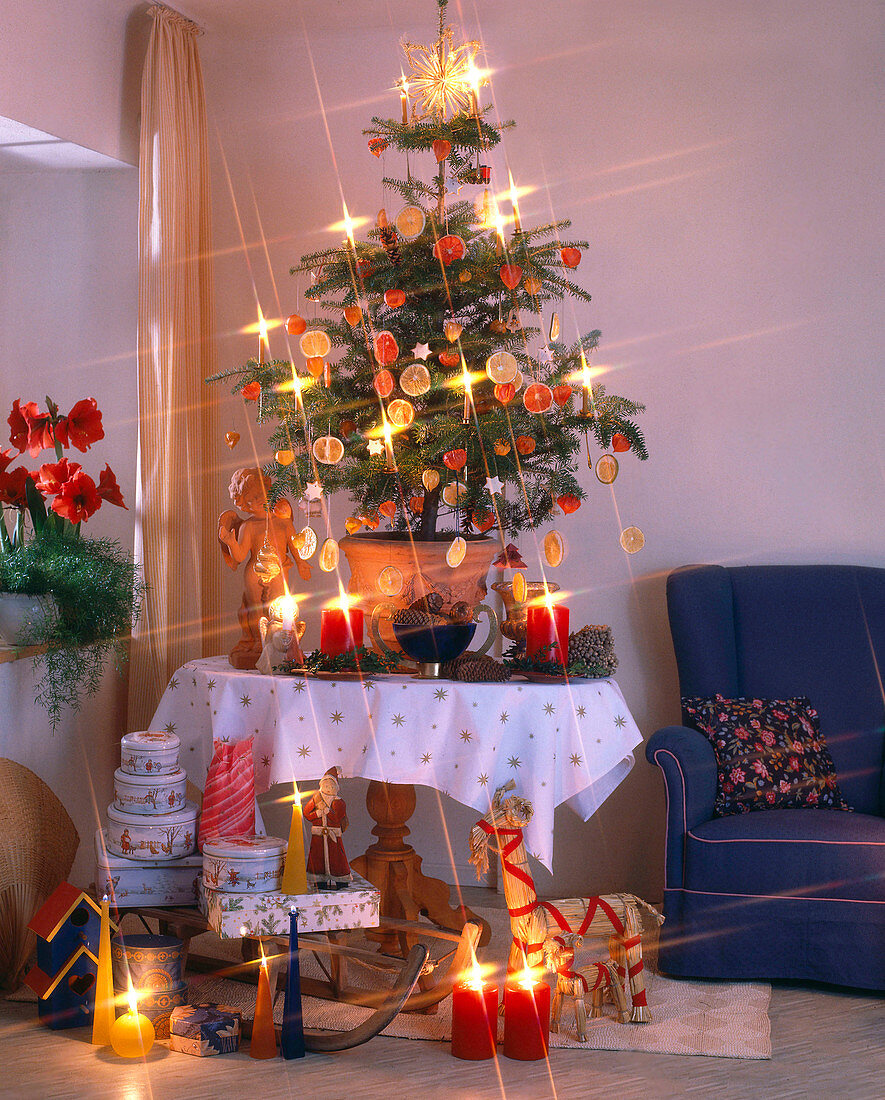 Abies koreana as a living Christmas tree