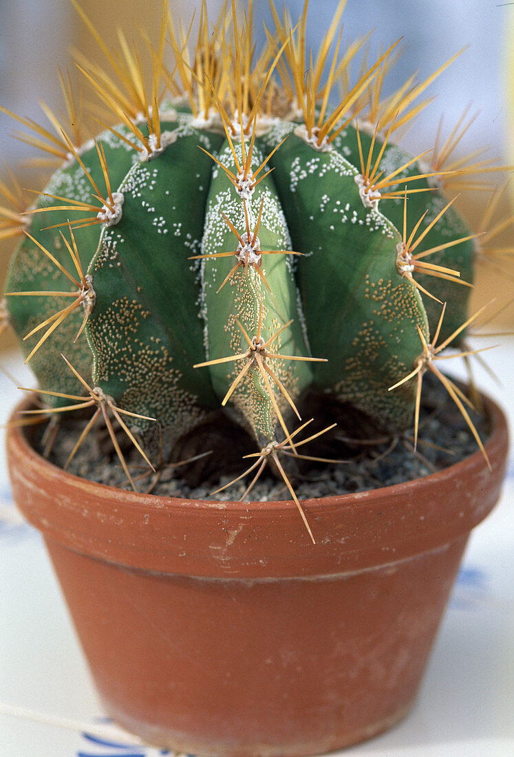 Astrophytum ornatum f. mirabile