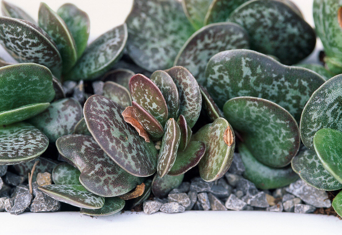 Adromischus maculatus ohne Blüten