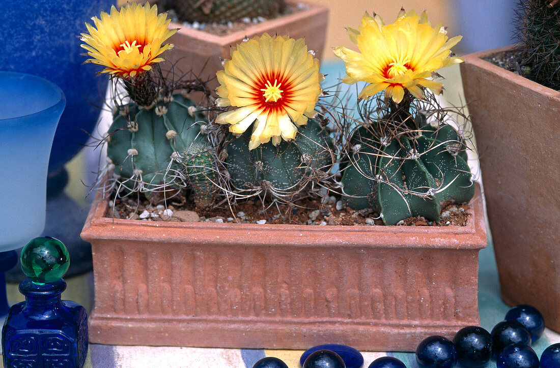 Astrophytum capricorne hybrids