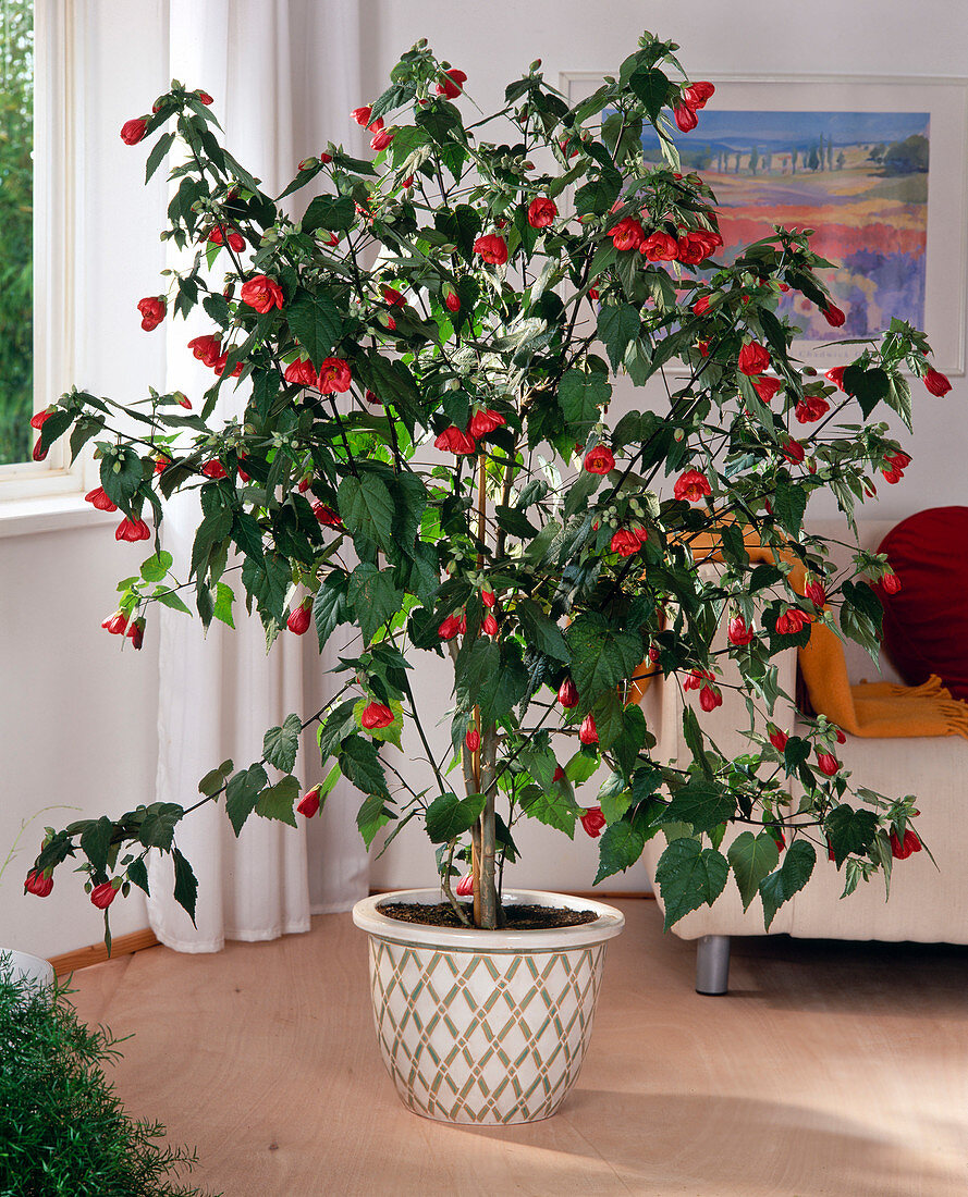 Abutilon hybrids