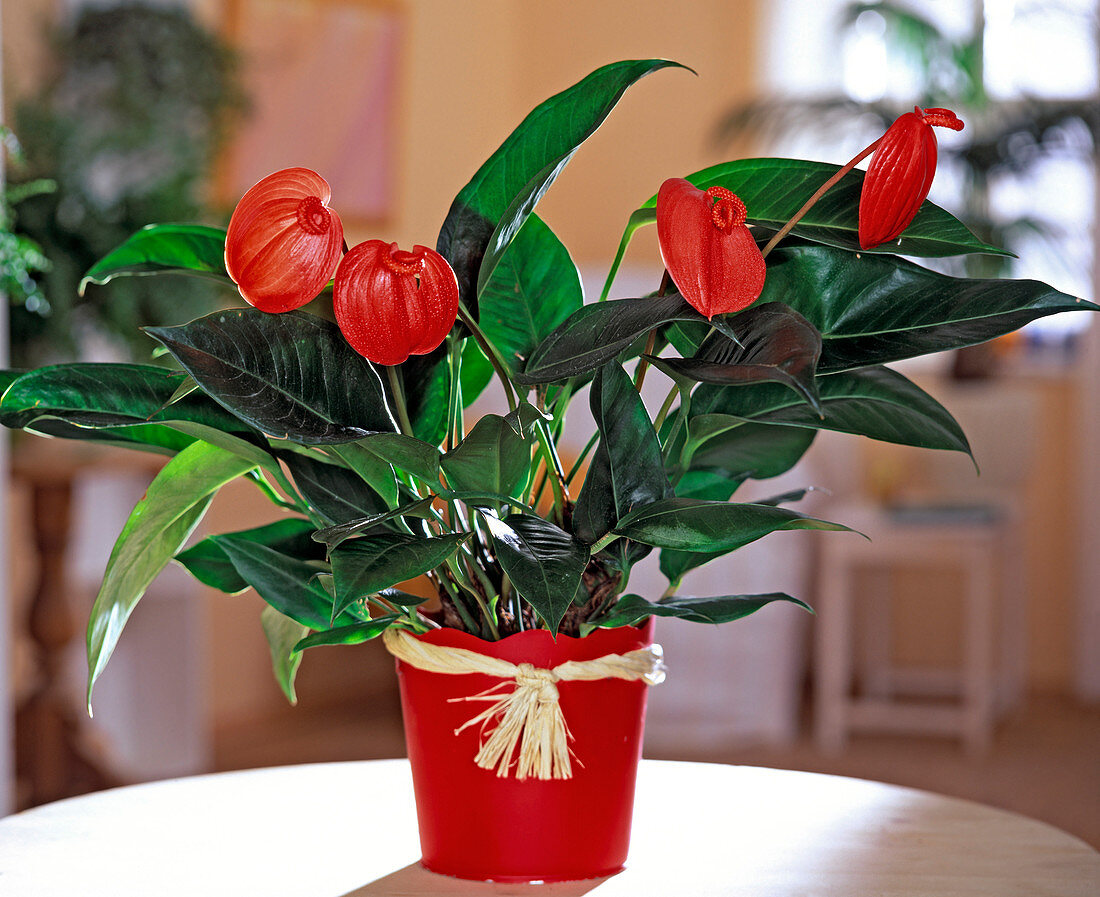 Anthurium-Hybr.