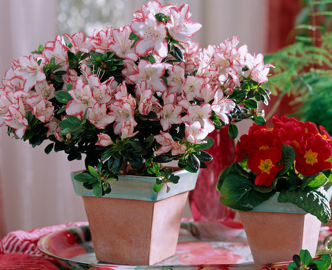 Rhododendron simsii 'Sachsenstern' (indoor azalea)