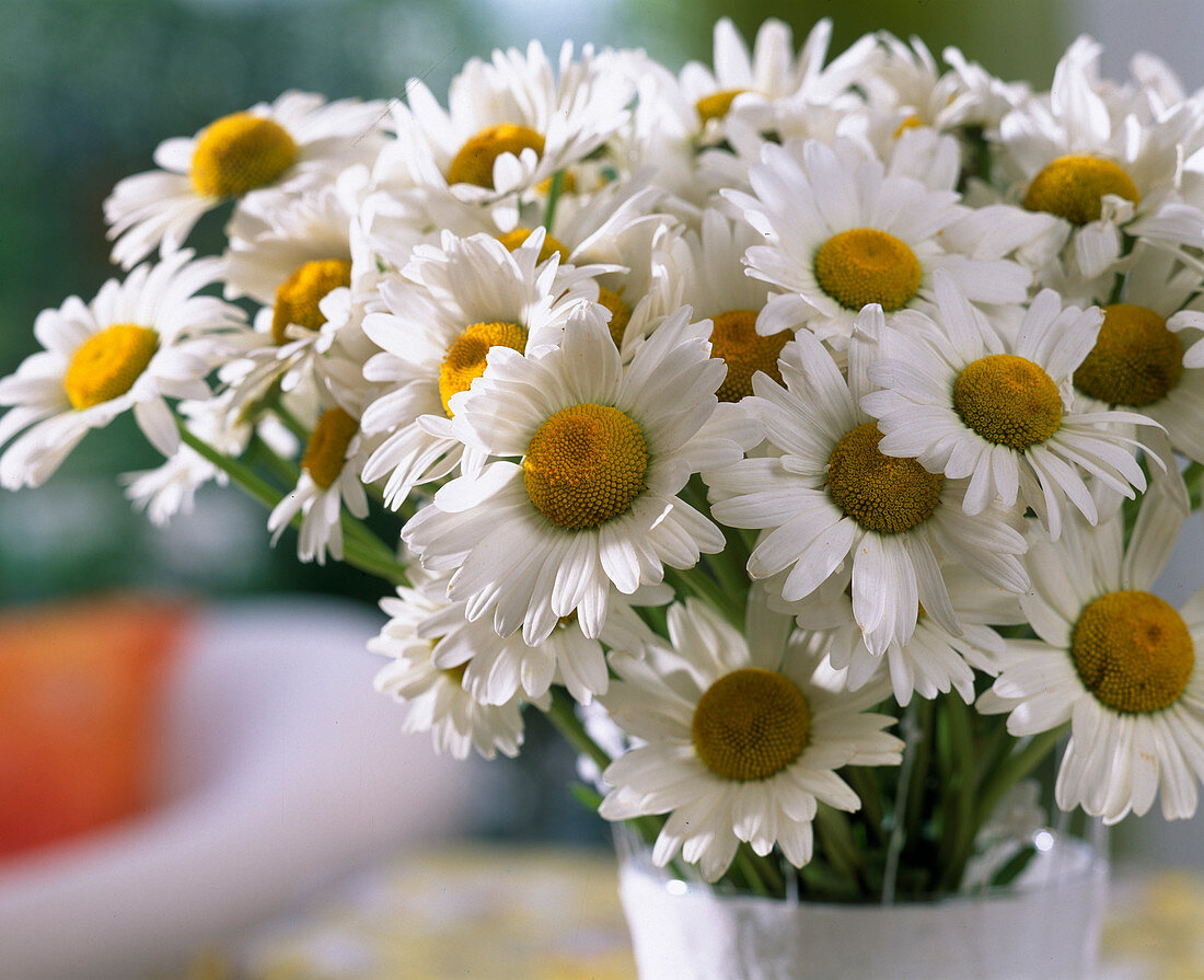 Early summer bouquet of daisies