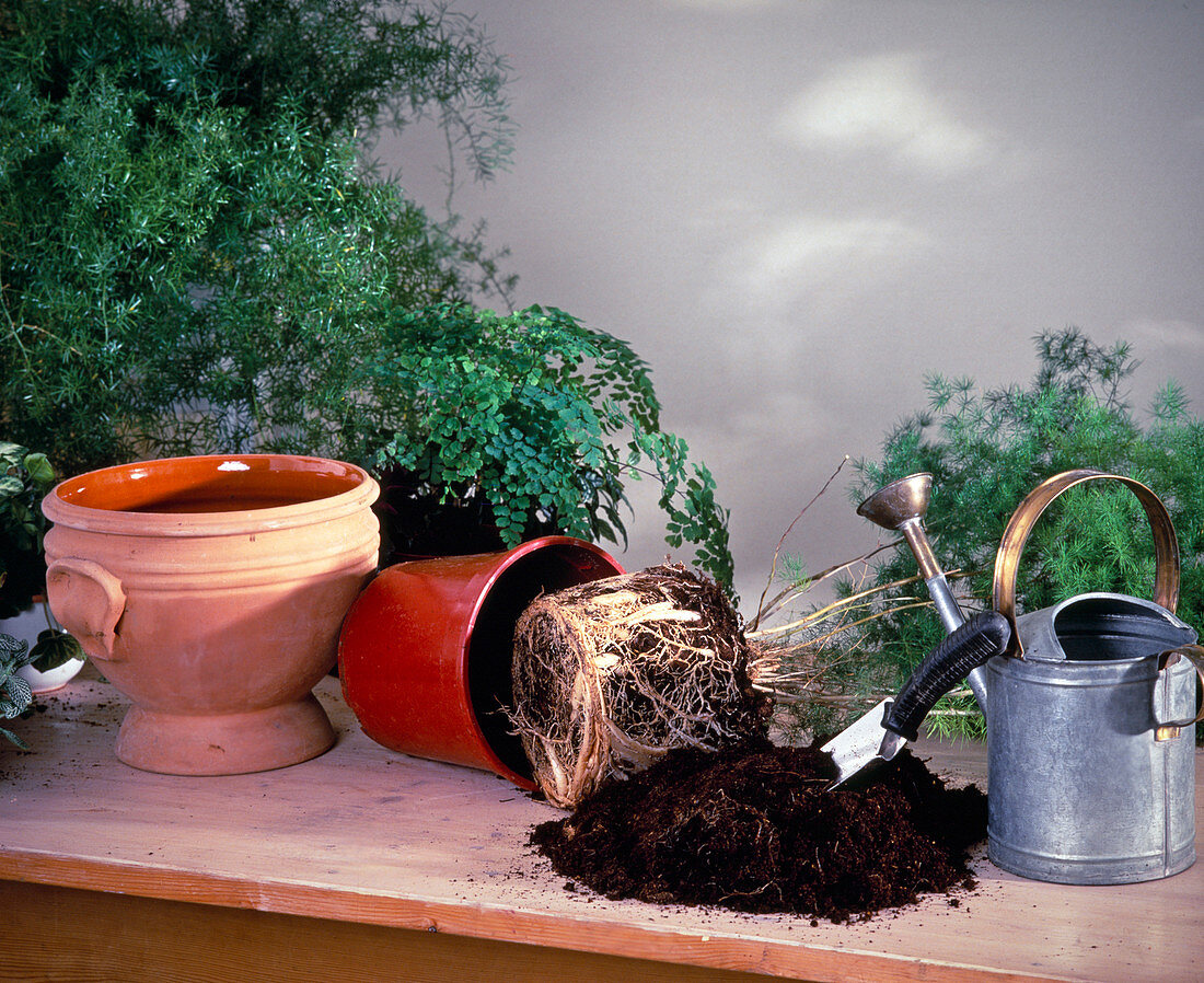 If the root ball is heavily rooted, the plant must be repotted.