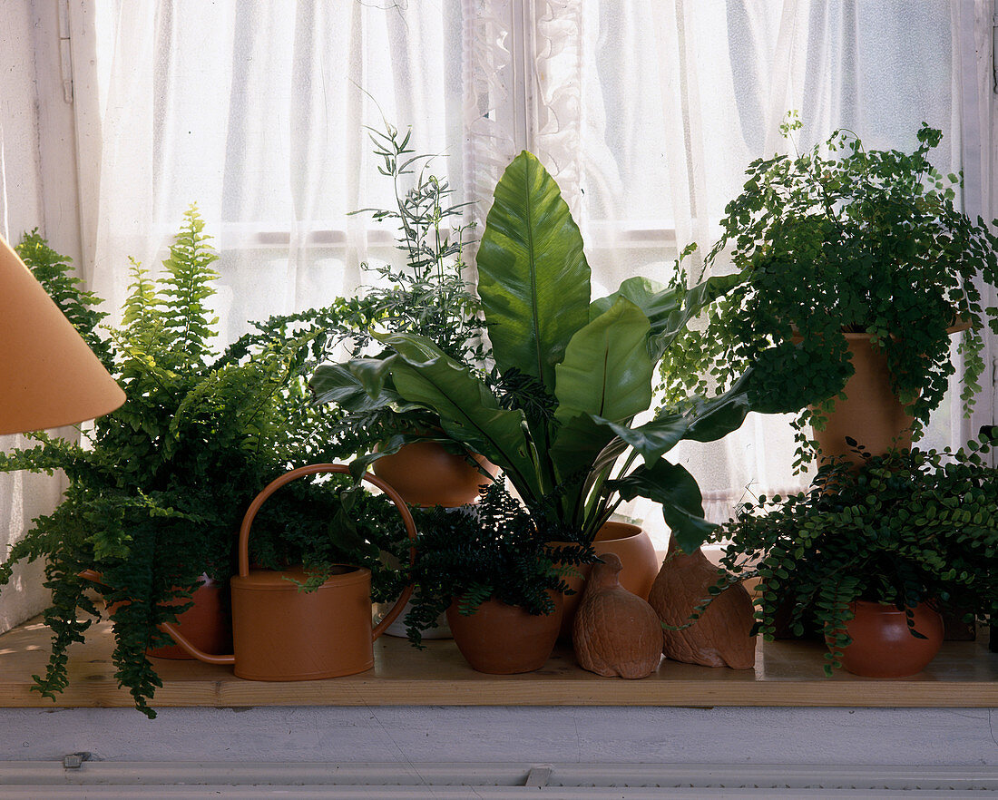 Nephrolepis exaltata, Pteris ensiformis, Pellaea rotundifolia